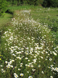 Wild Flowers