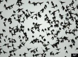 Arkansas Dead Birds, Beebe Arkansas, Birds Fall From Sky, Birds Fall From Sky Video, Birds In Arkansas Fall From Sky,