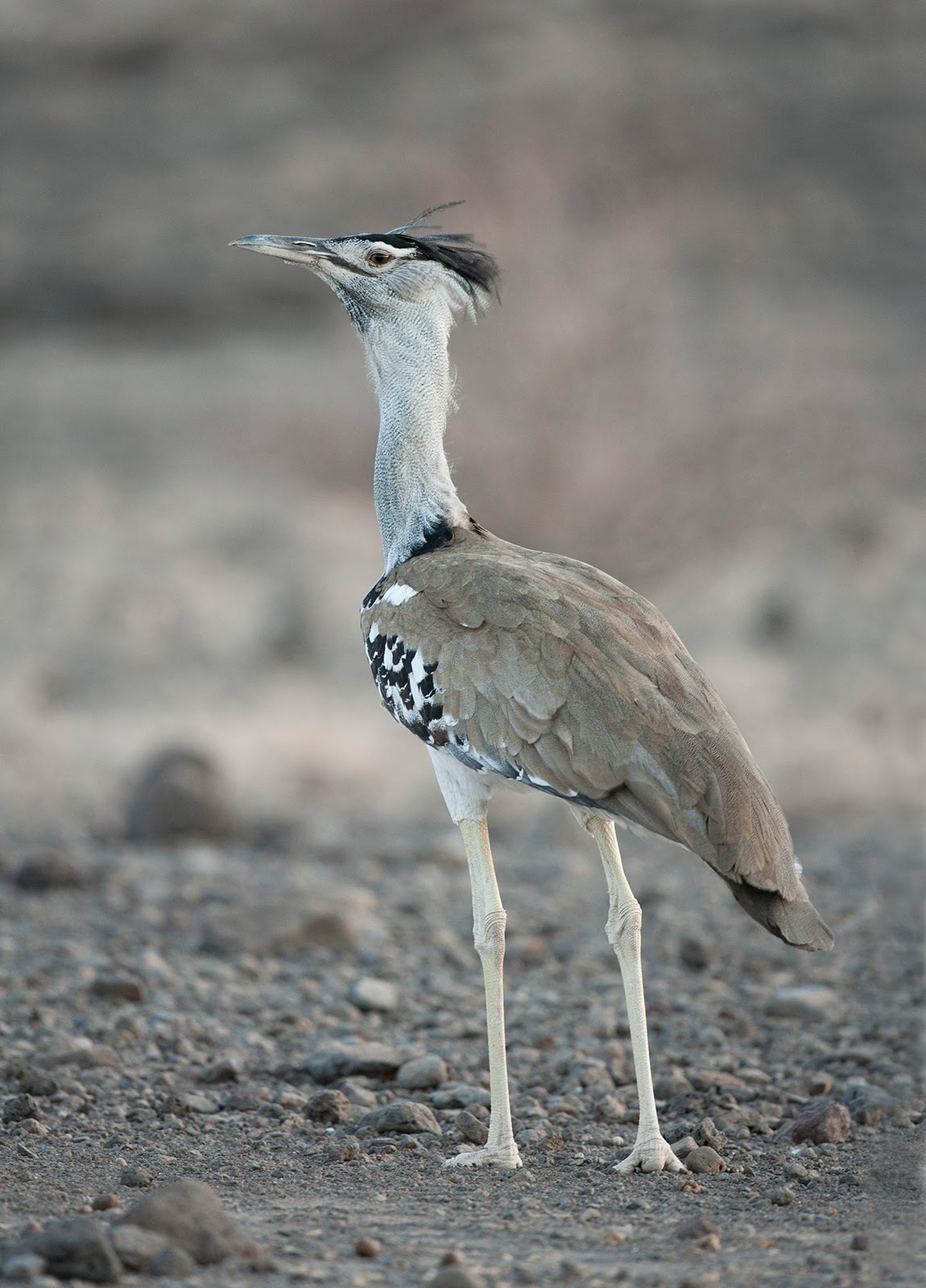 National Geographics: kori bustard birds