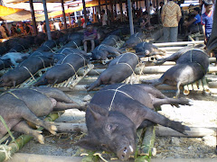 CERDOS PARA EL FUNERAL. Mercado en TORAJA con cientos de cerdos y búfalos para celebraciones