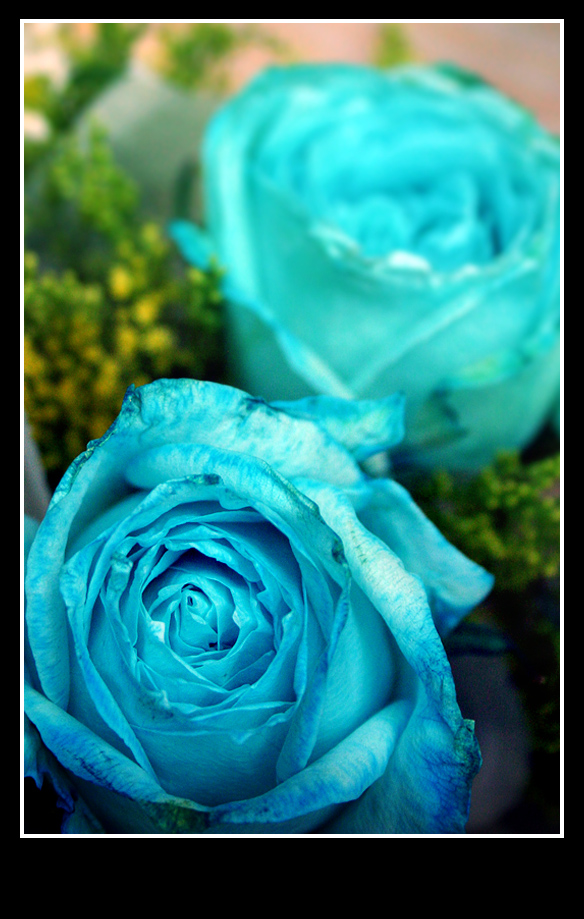 [rose1.jpg]