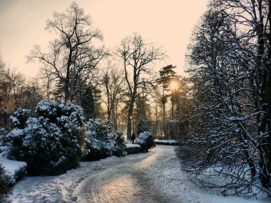 [Park_in_winter_by_starykocur.jpg]