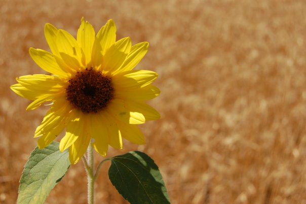 [Sunflowers_by_My_sweet_Amadeus.jpg]