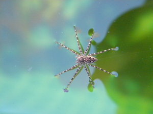 [on_the_water_by_ZugieXIII.jpg]