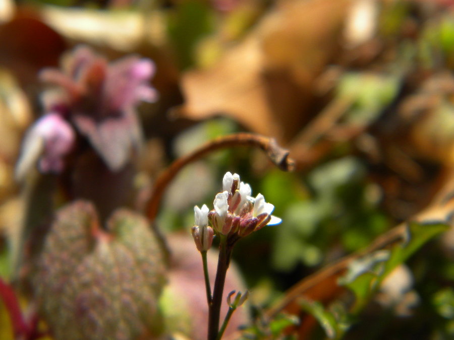 [flora_by_ZugieXIII.jpg]