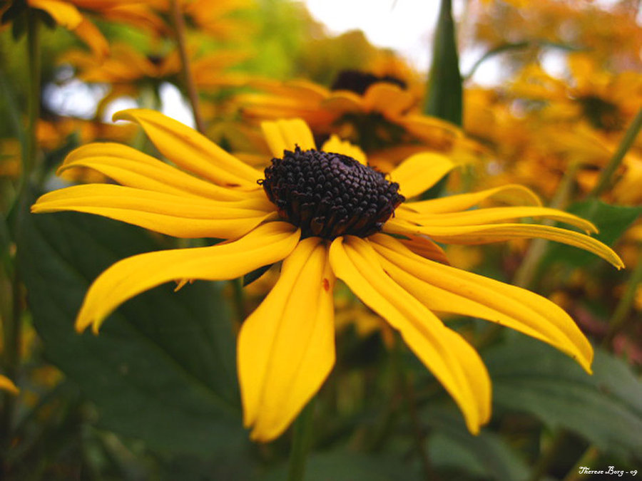 [Yellow_by_Tess77.jpg]