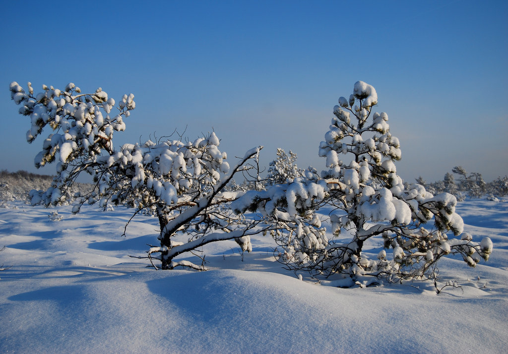 [Asleep_by_Orchis_ustulata.jpg]