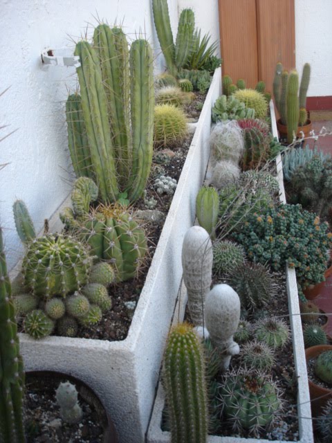 Jardines de cactus y suculentas: septiembre 2010