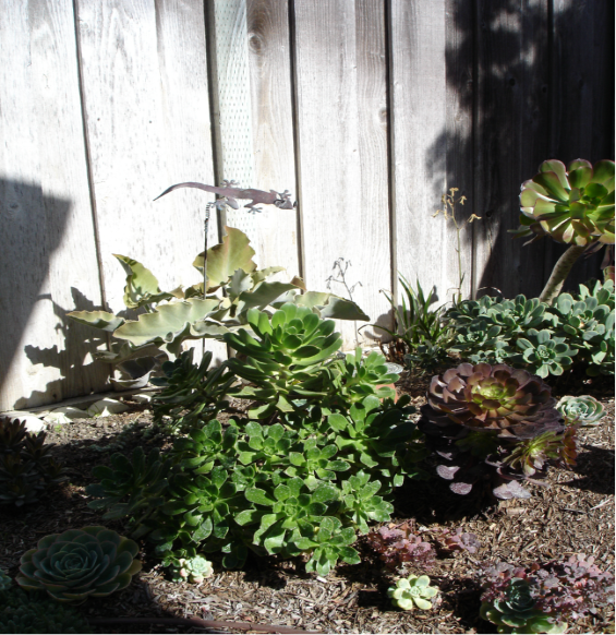 Jardines de cactus y suculentas: Pequeños patios