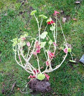 Growing Greener In The Pacific Northwest Overwintered Geraniums