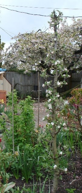 Growing Greener in the Pacific Northwest: Winter Pruning Columnar Apple