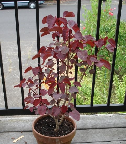 Red Euphorbia