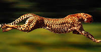 Cheetah, Inspirasi kaki buatan - Hewan-Hewan Sebagai Inspirasi Penemuan Alat-Alat Canggih - Simbya