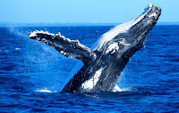 Ikan paus Humpback Siripnya jadi Inspirasi - Hewan-Hewan Sebagai Inspirasi Penemuan Alat-Alat Canggih - Simbya