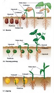 Gambar Pertumbuhan dan Perkembangan Makhluk Hidup