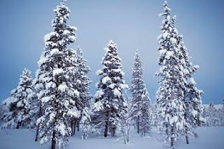 Christmas Snowfall on Tree Wallpaper For Desktop