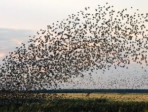 Birds Of Denmark