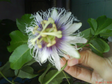 markisa flower
