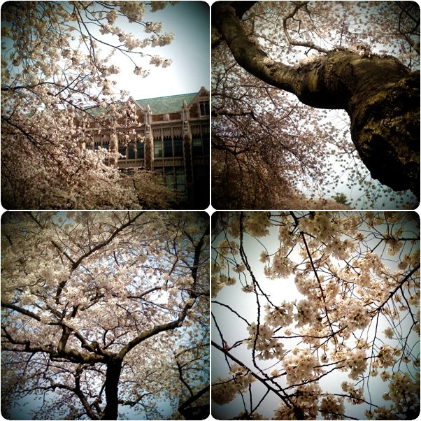 [sakura.jpg]