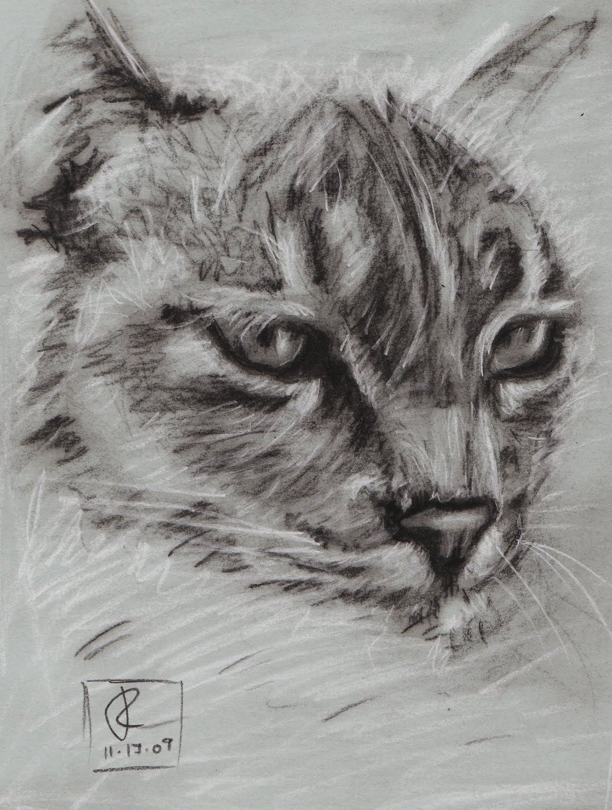 Charcoal Cat Drawings