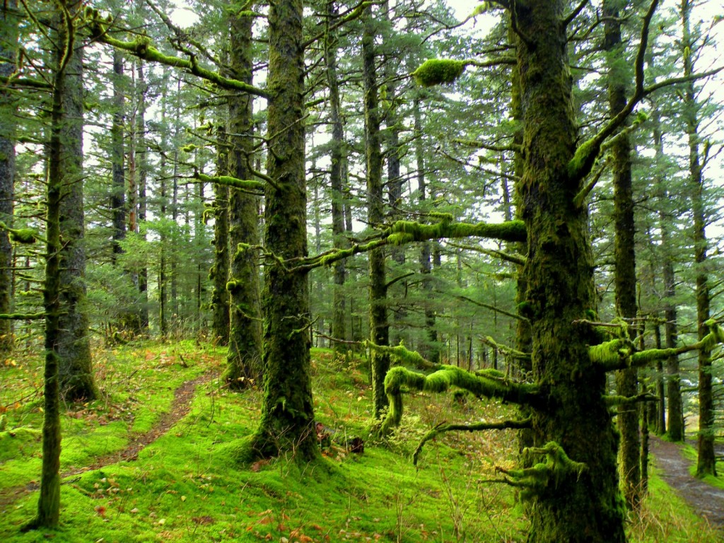 http://4.bp.blogspot.com/__kKJf8B9xwU/TNQ2-i0aXFI/AAAAAAAABek/T33hCSUG9iA/s1600/Mossy_Forest_1600-x-1200-1024x768.jpg