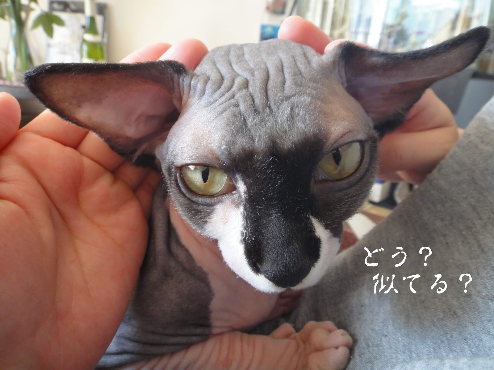 スフィンクスは ヨーダのよーだ ヨーダのモデル キモカワ猫 スフィンクスの吉良上野介