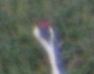 [crane3.jpg]