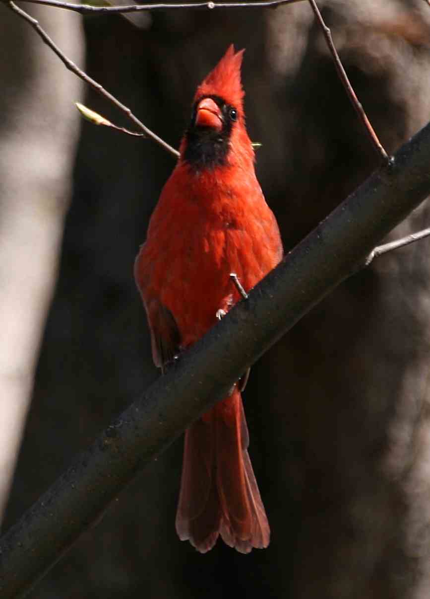 [cardinal.jpg]