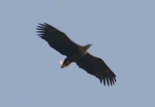 [eagle2.jpg]