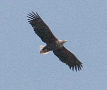 [eagle3.jpg]