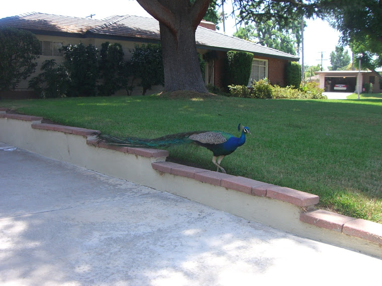 Peacock