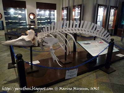 Beaked Whale Skull