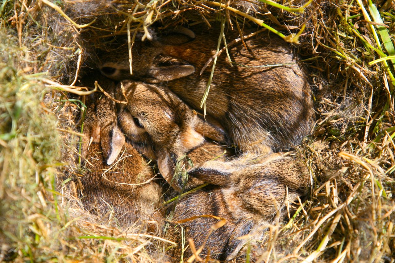 Suited To The Seasons: Bunnies in the Garden