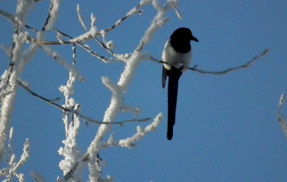 the show and tell nature blog winter wonderland or the show and tell nature blog winter wonderland or