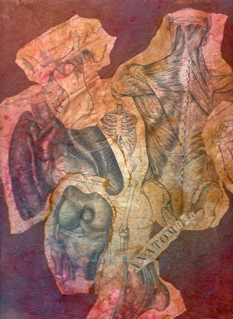 [anatomica005.jpg]