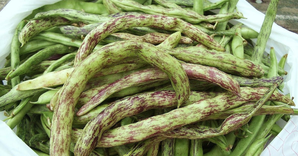 Sage Trifle: Rattlesnake Beans