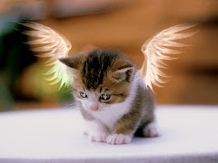 angel kitty