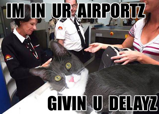 [cat_airport.jpg]