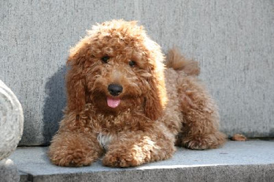 obama dog