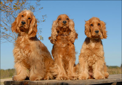 english cocker spaniel