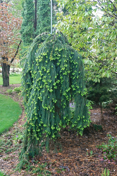 conrad art glass & gardens