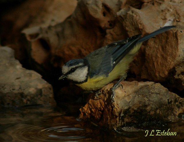 AVES DE ILLORA