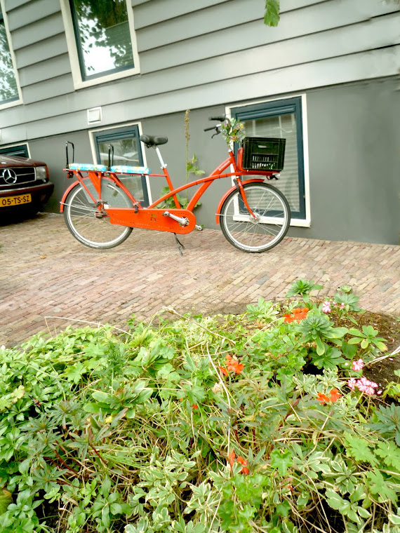 Authentieke dijktuin, zijkanthuis - sierui met o.a. bonte pachysandra