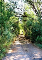 The Road Less Traveled or The Beaten Path?