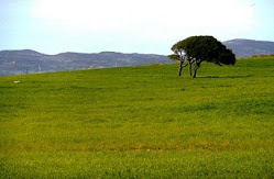 L'altre plana de conreu a Nurra, nord de l'illa