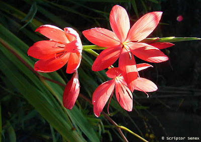 Kaffir Lilies