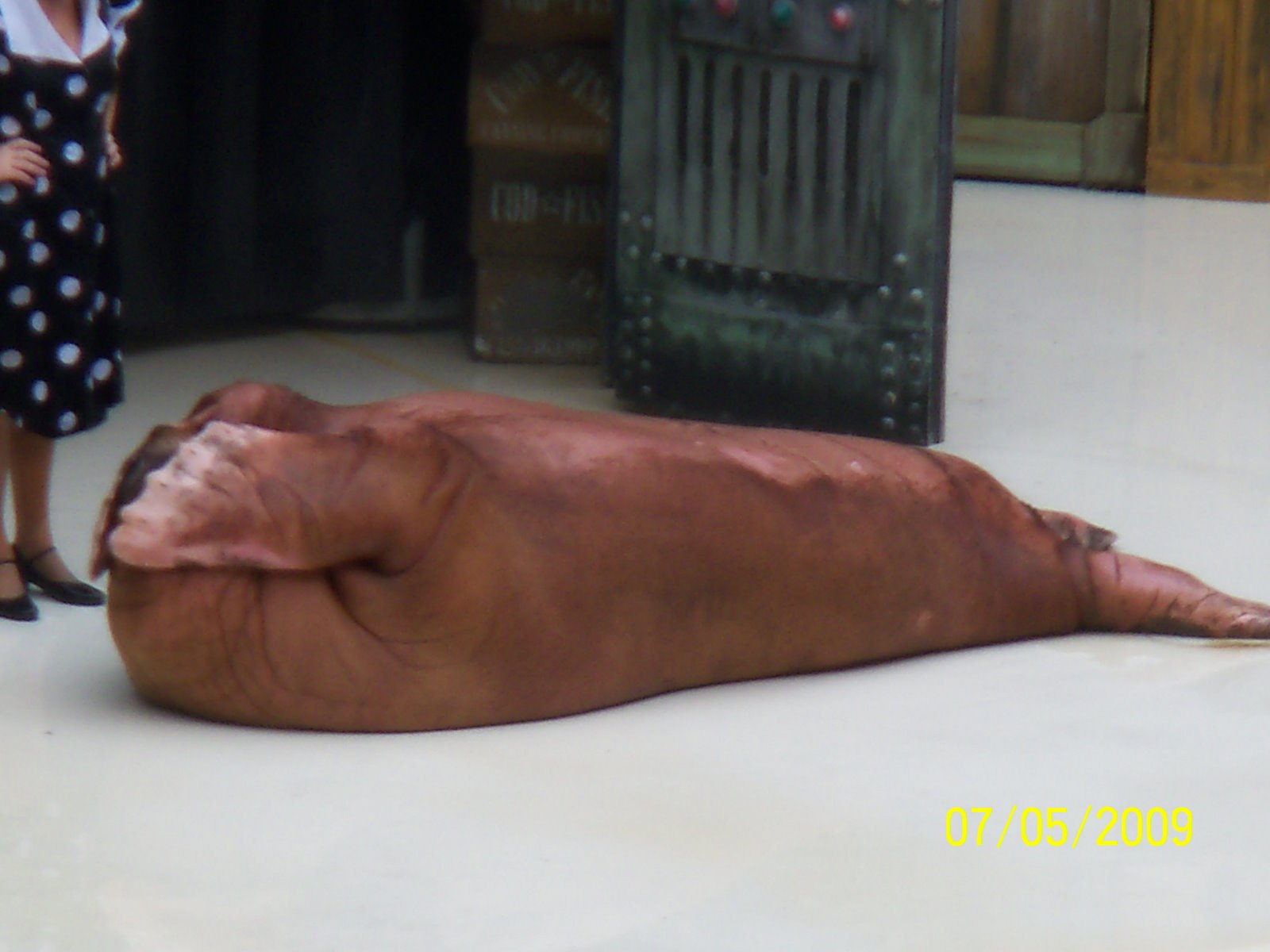 [Seaworld+2009+134.JPG]
