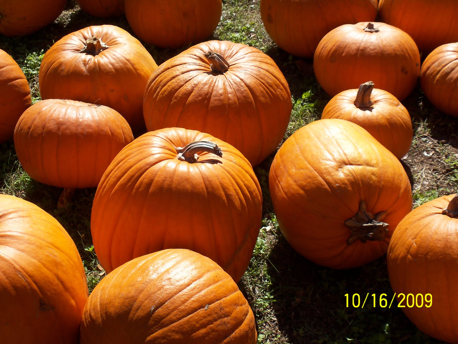 [Pumpkin+Patch+09+095.JPG]