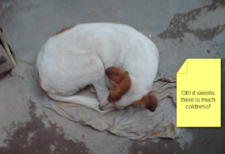 Dog trying to fight with coldness