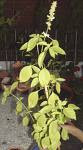 Ocimum-americanum-ran-tulsi